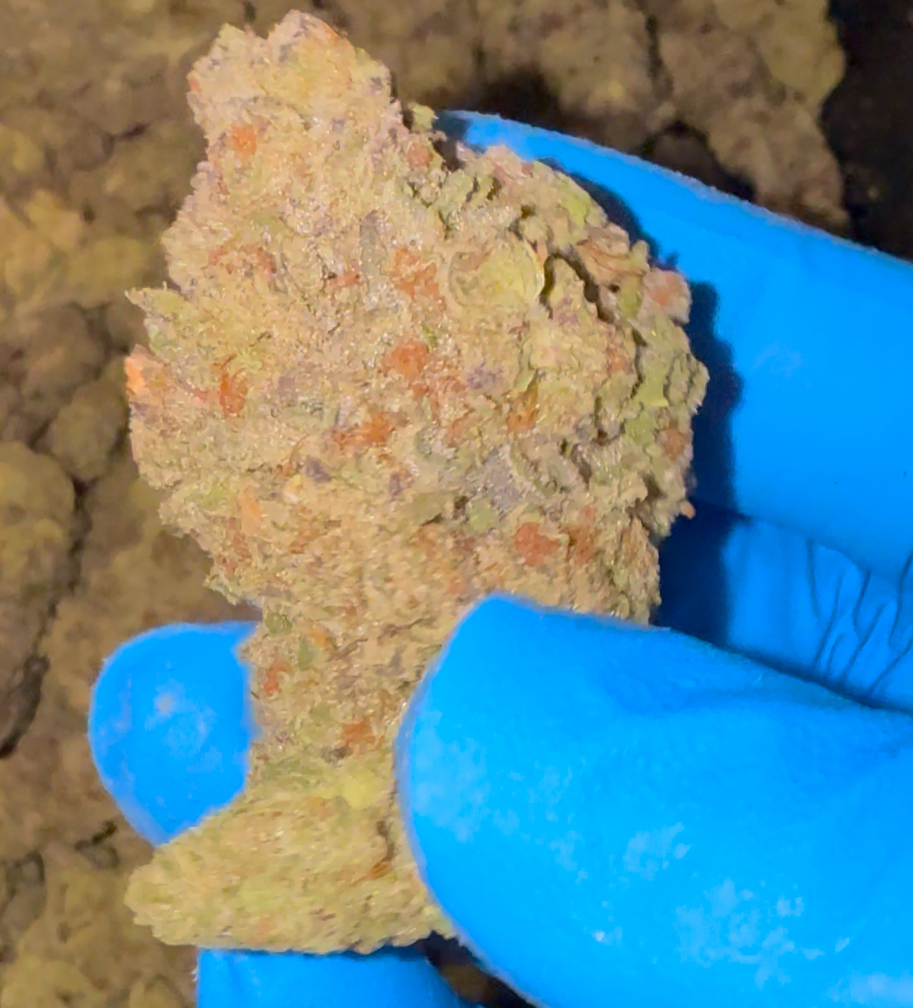 THCA Flower Ounce Promo Deal! Big/Medium Buds! FREE 7gs Extra! - Image 2