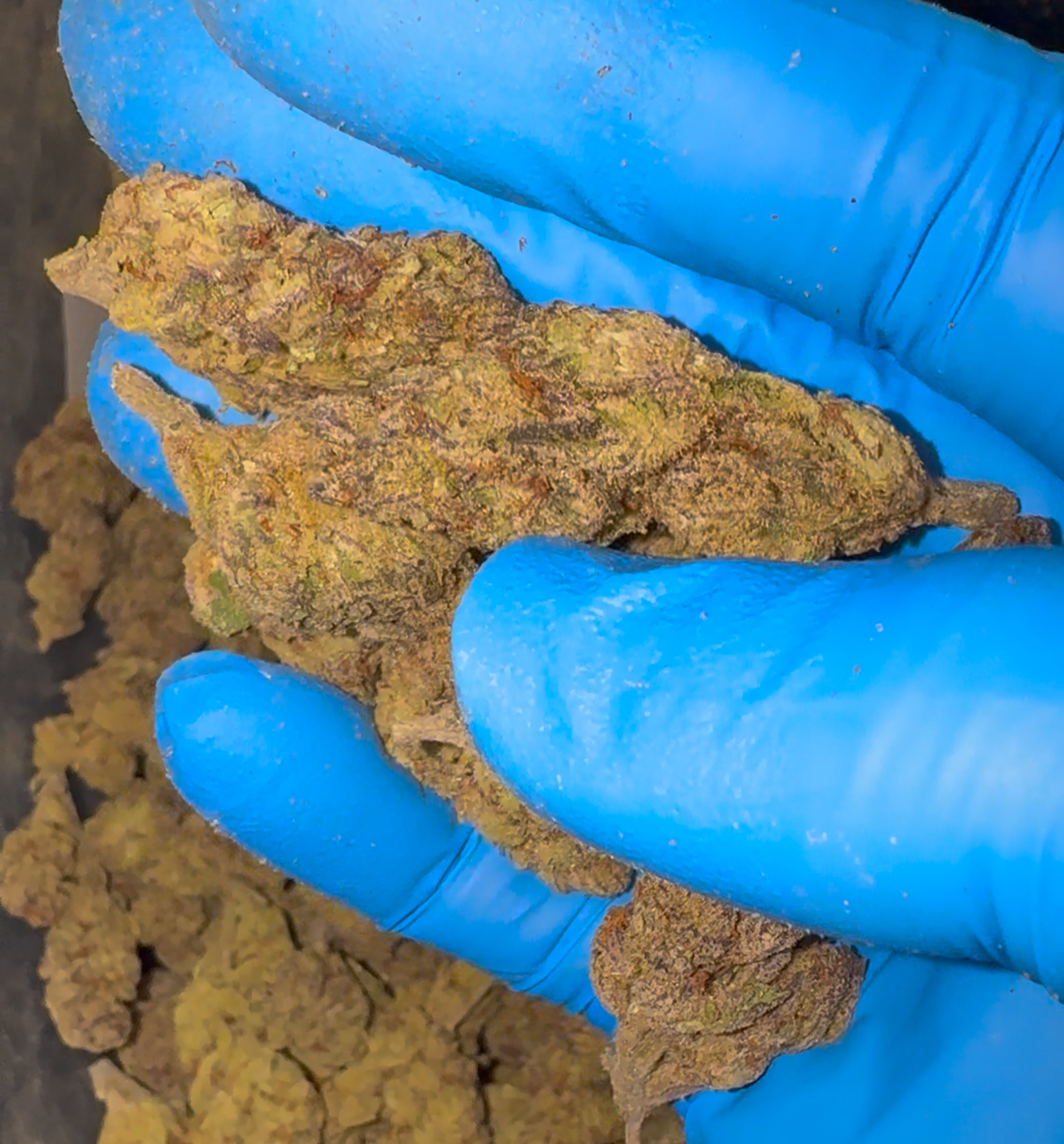THCA Flower Ounce Promo Deal! Big/Medium Buds! FREE 7gs Extra! - Image 3