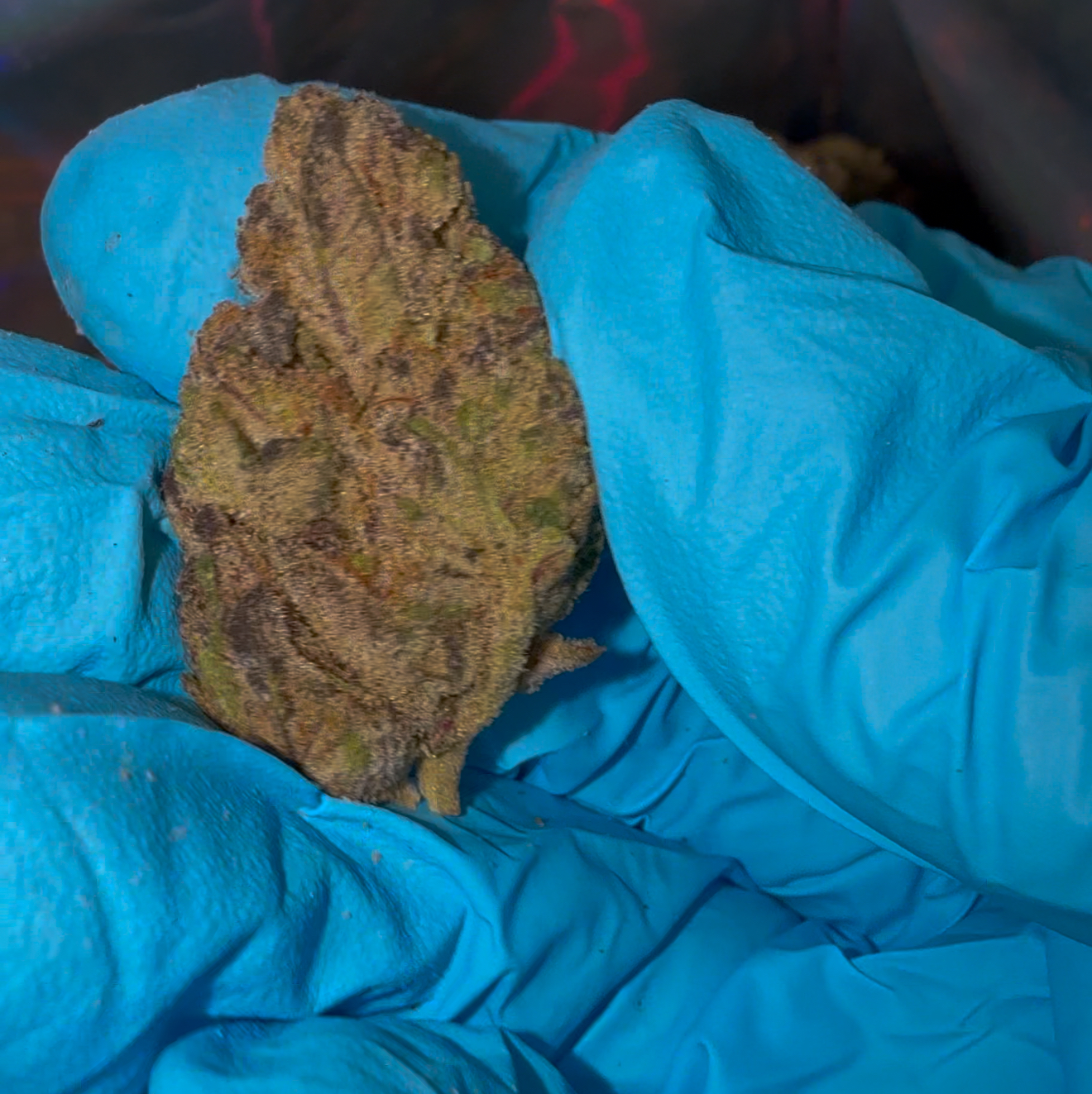 THCA Flower Ounce Promo Deal! Big/Medium Buds! FREE 7gs Extra! - Image 4
