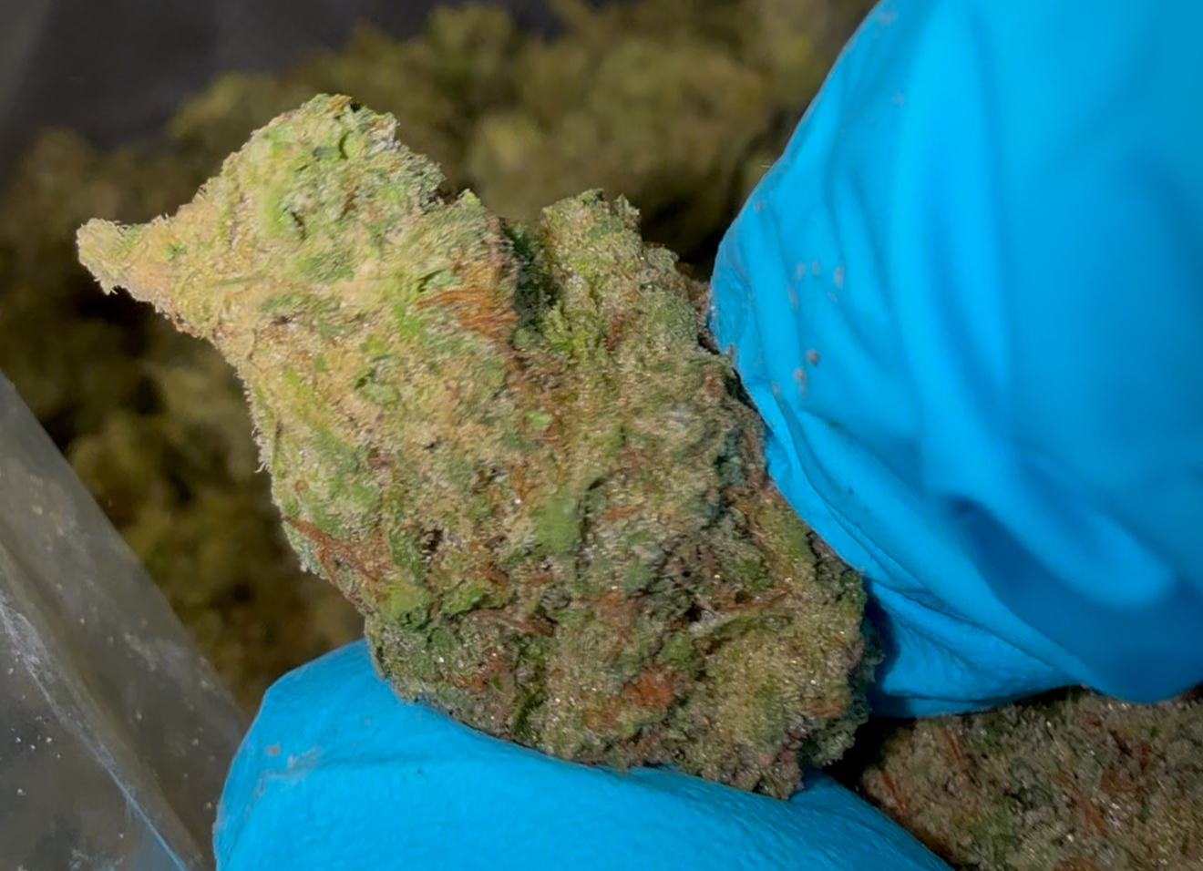 THCA Flower Ounce Promo Deal! Big/Medium Buds! FREE 7gs Extra! - Image 5